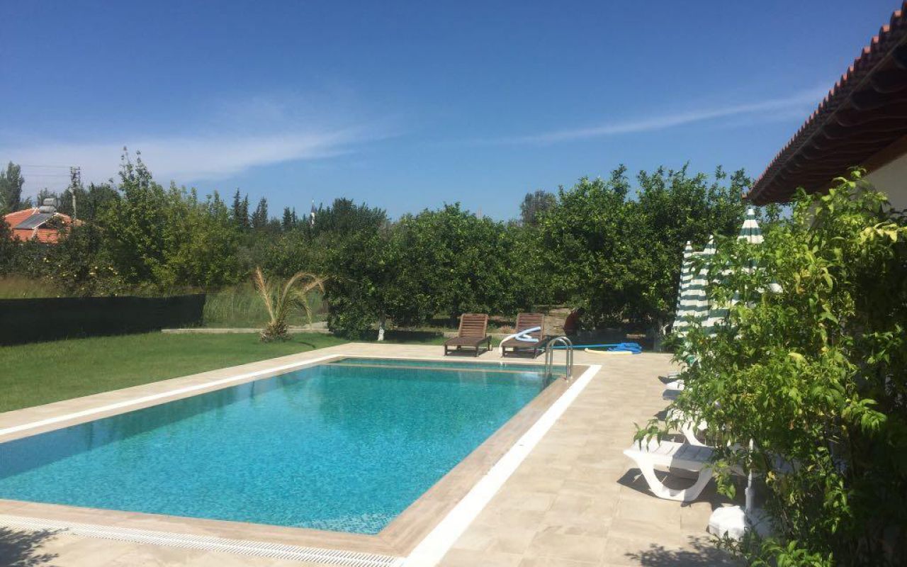 Olive Grove