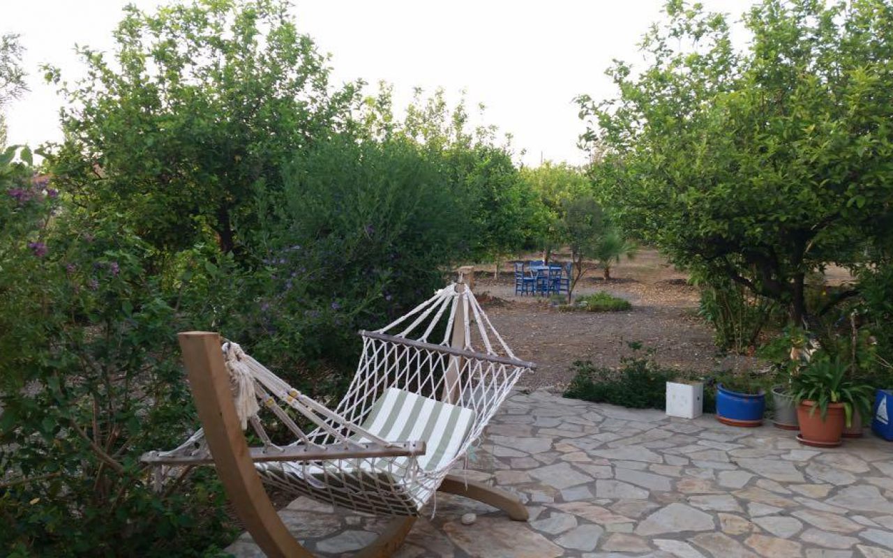 Olive Grove
